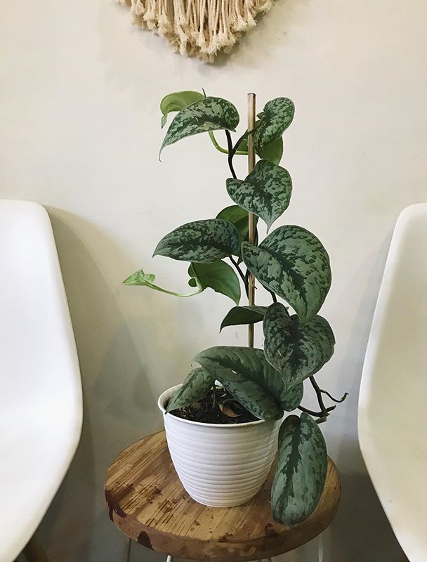 Scindapsus Pictus 'Exotica' Pothos – Bumble Plants