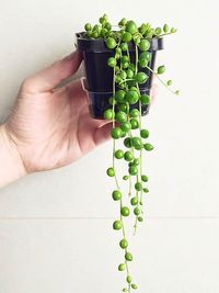 Senecio Rowleyanus image number 1. All credits to greenswedonteat. Senecio Rowleyanus image number 1. All credits to greenswedonteat.