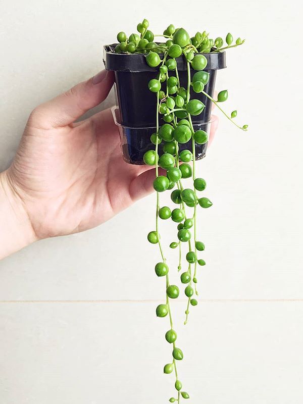 A beautiful and healthy Senecio Rowleyanus known as String of Pearls.