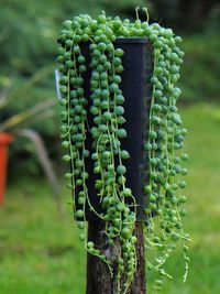 Senecio Rowleyanus image number 10. All credits to kaktus_na_dloni. Senecio Rowleyanus image number 10. All credits to kaktus_na_dloni.