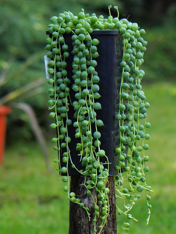 Senecio Rowleyanus image number 10. All credits to kaktus_na_dloni. Senecio Rowleyanus image number 10. All credits to kaktus_na_dloni.