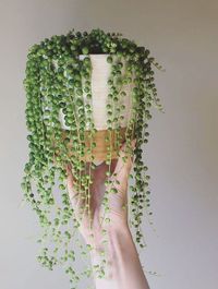 Senecio Rowleyanus image number 11. All credits to botanicalsonly. Senecio Rowleyanus image number 11. All credits to botanicalsonly.