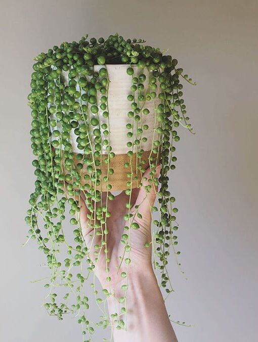 Senecio Rowleyanus image number 11. All credits to botanicalsonly. Senecio Rowleyanus image number 11. All credits to botanicalsonly.