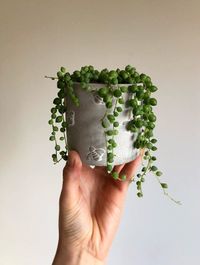 Senecio Rowleyanus image number 12. All credits to dora__flora__. Senecio Rowleyanus image number 12. All credits to dora__flora__.