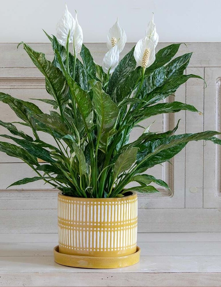 A beautiful and healthy Spathiphyllum Domino known as Peace Lily Domino.