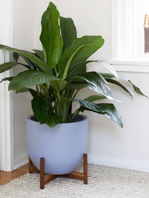 A beautiful and healthy Spathiphyllum Sensation known as Peace Lily Sensation.