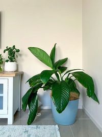 Spathiphyllum Sensation image number 2. All credits to the.plant.killer. Spathiphyllum Sensation image number 2. All credits to the.plant.killer.