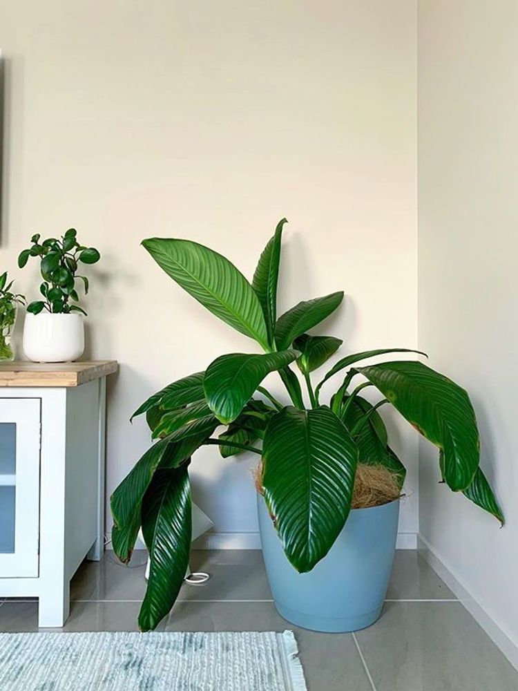 Spathiphyllum Sensation image number 2. All credits to the.plant.killer. Spathiphyllum Sensation image number 2. All credits to the.plant.killer.