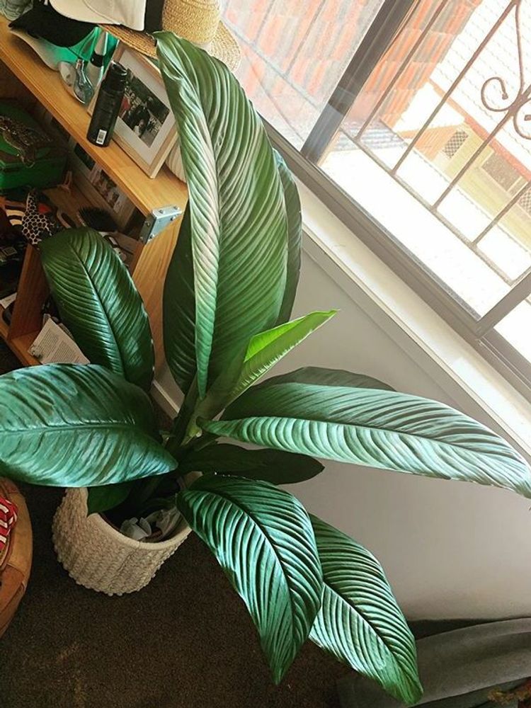 Spathiphyllum Sensation image number 5. All credits to kateastrify. Spathiphyllum Sensation image number 5. All credits to kateastrify.