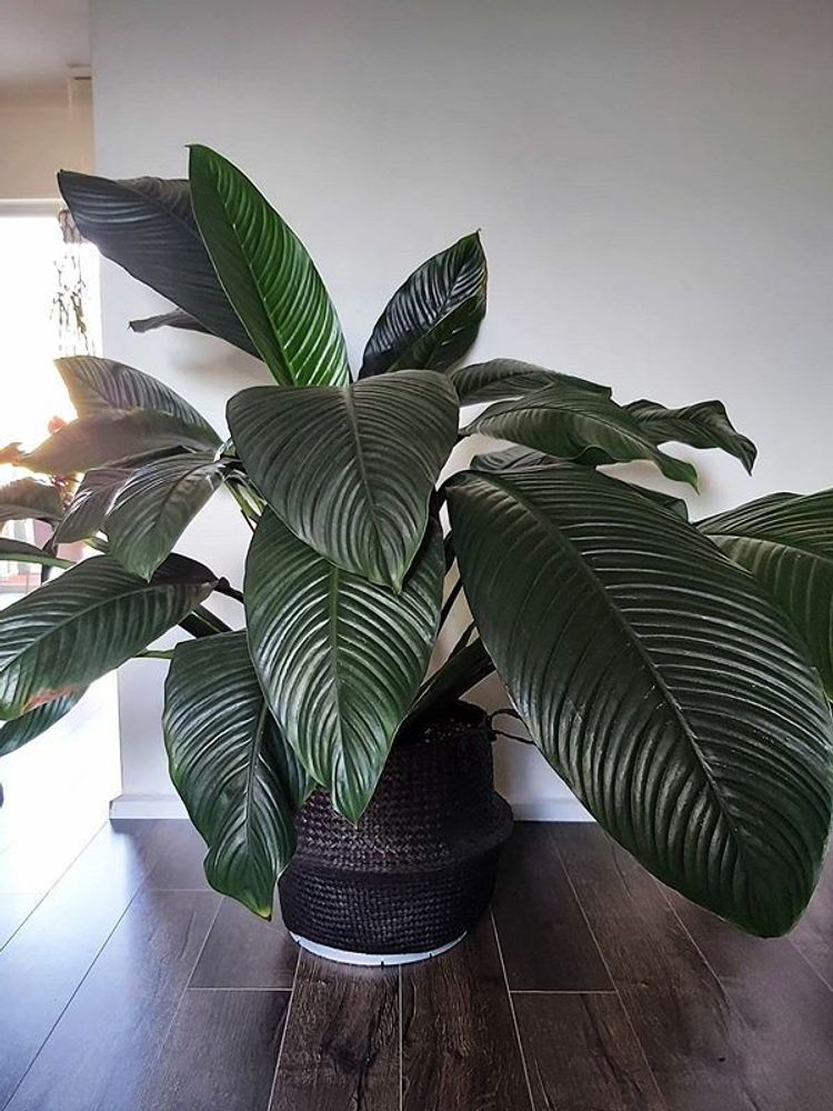 Spathiphyllum Sensation image number 6. All credits to indoorprops. Spathiphyllum Sensation image number 6. All credits to indoorprops.