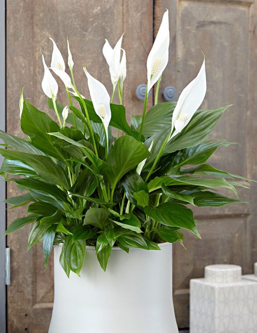 A beautiful and healthy Spathiphyllum Wallisii known as Peace Lily.
