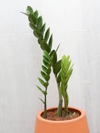 Zamioculca Zamiifolia image number 10. All credits to plant_better. Zamioculca Zamiifolia image number 10. All credits to plant_better.