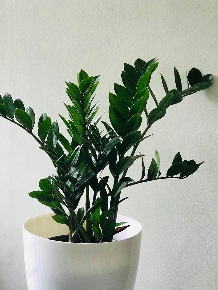 Zamioculca Zamiifolia image number 11. All credits to indoorplantshome. Zamioculca Zamiifolia image number 11. All credits to indoorplantshome.