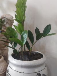 Zamioculca Zamiifolia image number 14. All credits to florenzaaflowers. Zamioculca Zamiifolia image number 14. All credits to florenzaaflowers.