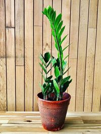 Zamioculca Zamiifolia image number 2. All credits to pottymouth.ie. Zamioculca Zamiifolia image number 2. All credits to pottymouth.ie.
