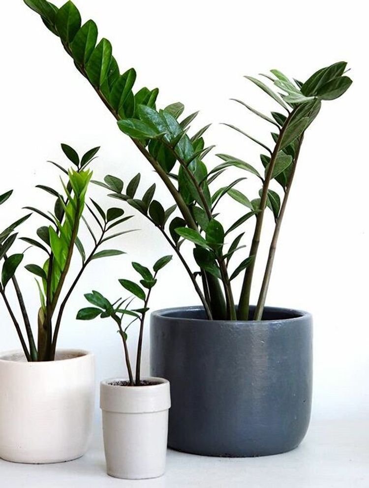 Zamioculca Zamiifolia image number 6. All credits to plantitoplants. Zamioculca Zamiifolia image number 6. All credits to plantitoplants.