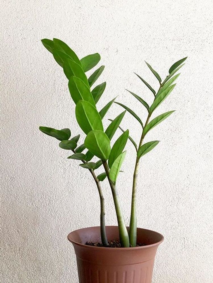 Zamioculca Zamiifolia image number 7. All credits to jimbit_kerambit. Zamioculca Zamiifolia image number 7. All credits to jimbit_kerambit.