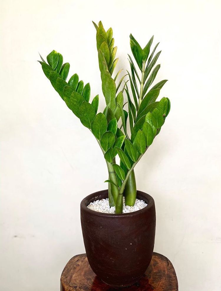 Zamioculca Zamiifolia image number 8. All credits to theplantdiaryph. Zamioculca Zamiifolia image number 8. All credits to theplantdiaryph.