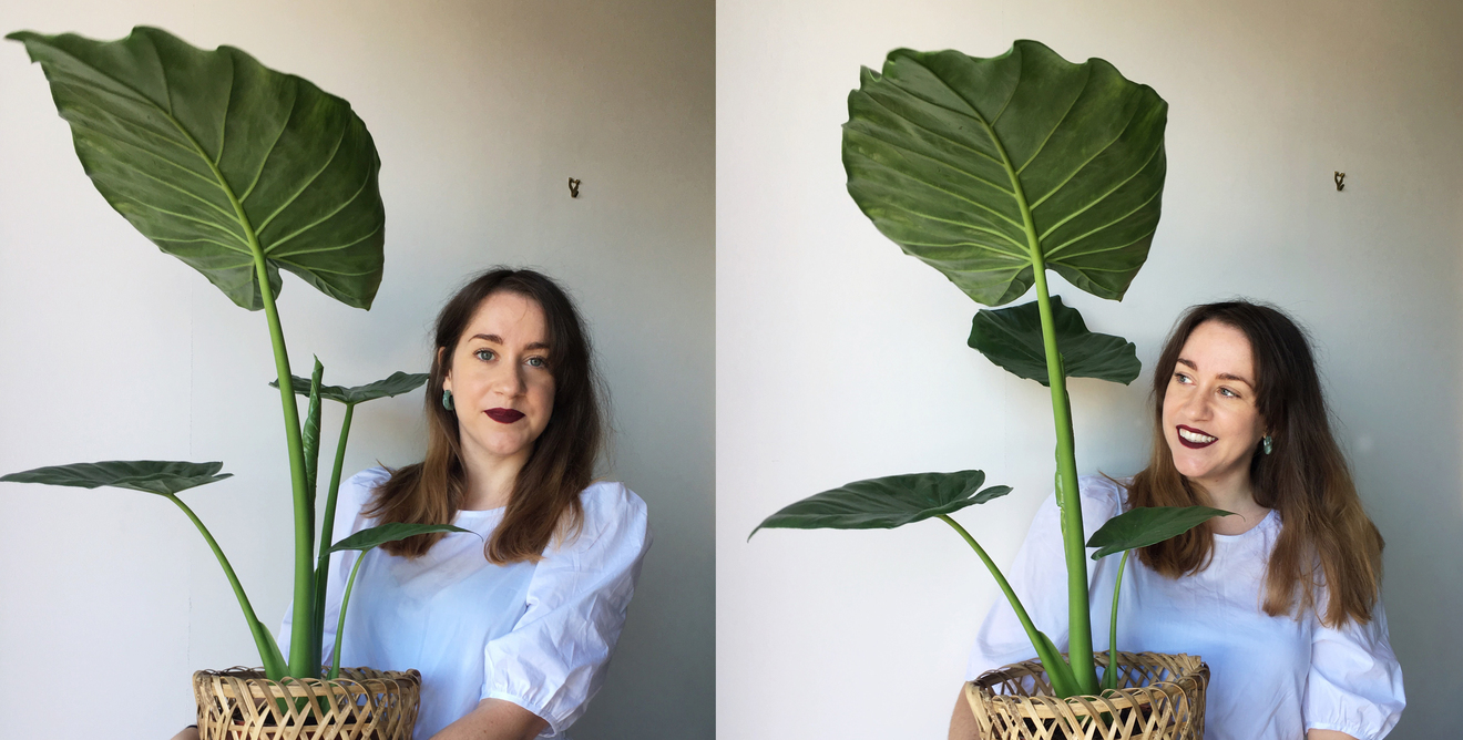 AgonyPlant is holding her enormous alocasia with her arms.