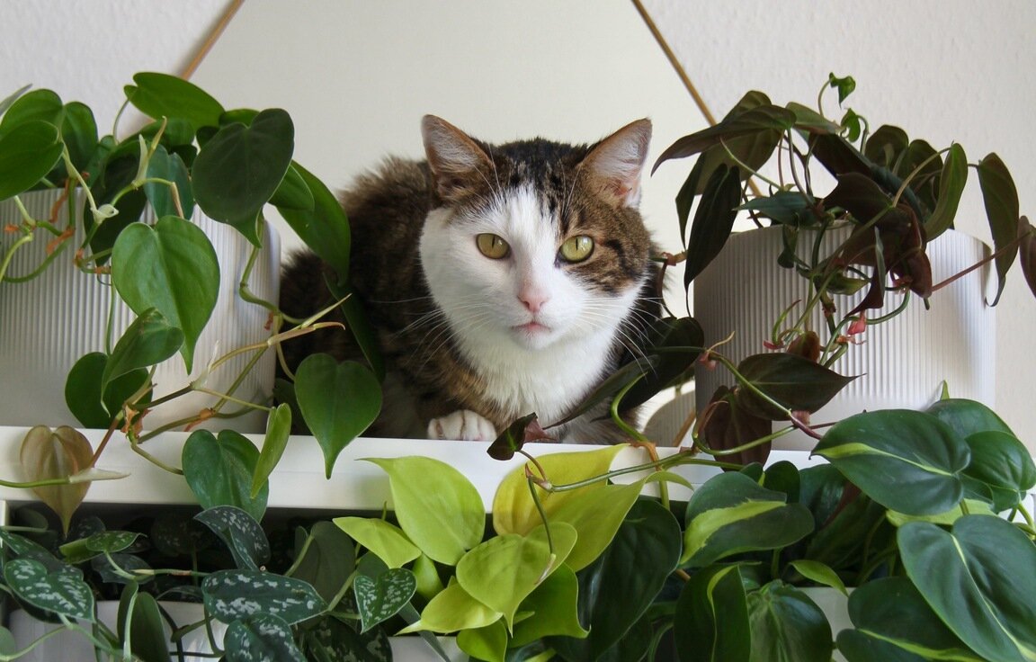A cat named Bob is looking at you surrounded by 2 philodendron